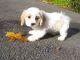 Cavachon Puppies for sale in Massachusetts Ave, Cambridge, MA, USA. price: NA