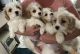 Cavachon Puppies for sale in Bloomfield Ave, Bloomfield, CT 06002, USA. price: NA
