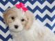 Cavachon Puppies for sale in Chicago, IL, USA. price: NA