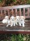 Cavachon Puppies for sale in Los Angeles, CA 90014, USA. price: NA