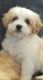 Cavachon Puppies for sale in NC-54, Burlington, NC 27215, USA. price: NA