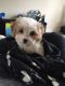 Cavachon Puppies for sale in Jacksonville, FL, USA. price: NA