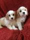 Cavachon Puppies for sale in Columbia, SC, USA. price: NA