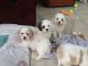 Cavachon Puppies for sale in Nashville, TN, USA. price: NA
