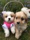 Cavachon Puppies