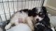Cavachon Puppies for sale in Rectortown, VA 20115, USA. price: NA