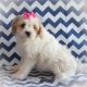 Cavachon Puppies for sale in Oregon City, OR 97045, USA. price: NA