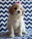 Cavachon Puppies for sale in Las Vegas, NV, USA. price: NA