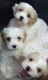 Cavachon Puppies for sale in Atlanta, GA, USA. price: $275