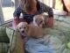 Cavachon Puppies for sale in Michigan Ave, Inkster, MI 48141, USA. price: NA