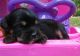 Cavachon Puppies for sale in Mountain Grove, MO 65711, USA. price: NA