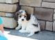 Cavachon Puppies for sale in Bristol, ME, USA. price: $500