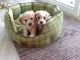 Cavachon Puppies for sale in Springfield, IL, USA. price: NA