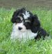 Cavachon Puppies for sale in Abbeville, SC 29620, USA. price: NA