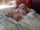 Cavachon Puppies for sale in Baltimore, MD, USA. price: $400