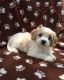 Cavachon Puppies for sale in Duluth, GA, USA. price: $500