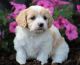 Cavachon Puppies for sale in Marlborough, MA, USA. price: NA