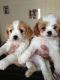 Cavachon Puppies for sale in Indianapolis Blvd, Hammond, IN, USA. price: NA