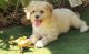 Cavachon Puppies for sale in Dover, DE, USA. price: $600