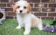 Cavachon Puppies for sale in Florence, KY, USA. price: NA