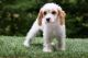 Cavachon Puppies for sale in Middle River, MD, USA. price: $500