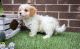 Cavachon Puppies for sale in Auburn, IN 46706, USA. price: $500