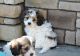 Cavachon Puppies for sale in Indianapolis, IN, USA. price: $500