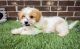 Cavachon Puppies for sale in Batavia, OH 45103, USA. price: NA