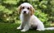 Cavachon Puppies for sale in Pittsburgh, PA, USA. price: $500