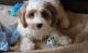 Cavachon Puppies for sale in Atmore, AL 36502, USA. price: NA