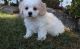 Cavachon Puppies for sale in Cedar Rapids, IA, USA. price: $500