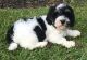 Cavachon Puppies for sale in Houston, MS 38851, USA. price: $500
