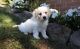Cavachon Puppies for sale in Florissant, MO, USA. price: $500