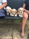 Cavachon Puppies for sale in Miami Beach, FL, USA. price: $300