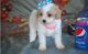 Cavachon Puppies for sale in Macomb, MI 48042, USA. price: $600