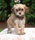 Cavachon Puppies for sale in Ontario St, Kingston, ON, Canada. price: NA