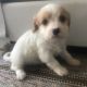 Cavachon Puppies for sale in Canton, OH, USA. price: $950