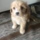 Cavachon Puppies for sale in Canton, OH, USA. price: $950