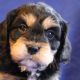 Cavachon Puppies for sale in Canton, OH, USA. price: $895
