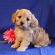 Cavachon Puppies for sale in Canton, OH, USA. price: $895