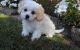 Cavachon Puppies for sale in Chesnee, SC 29323, USA. price: $500