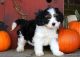 Cavachon Puppies for sale in New York, NY, USA. price: $500