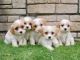 Cavachon Puppies for sale in New York, NY, USA. price: $350