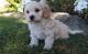 Cavachon Puppies for sale in New Brighton, PA, USA. price: $600