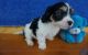Cavachon Puppies for sale in Pewaukee, WI, USA. price: $500