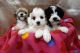 Cavachon Puppies for sale in 15201 San Pedro Ave, San Antonio, TX 78232, USA. price: NA