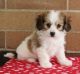Cavachon Puppies for sale in Jacksonville, FL, USA. price: $600
