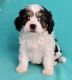 Cavachon Puppies for sale in Dickinson, ND 58601, USA. price: $600