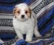Cavachon Puppies for sale in Waterboro, ME, USA. price: $600