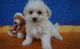 Cavachon Puppies for sale in Manilla, IN 46150, USA. price: $600